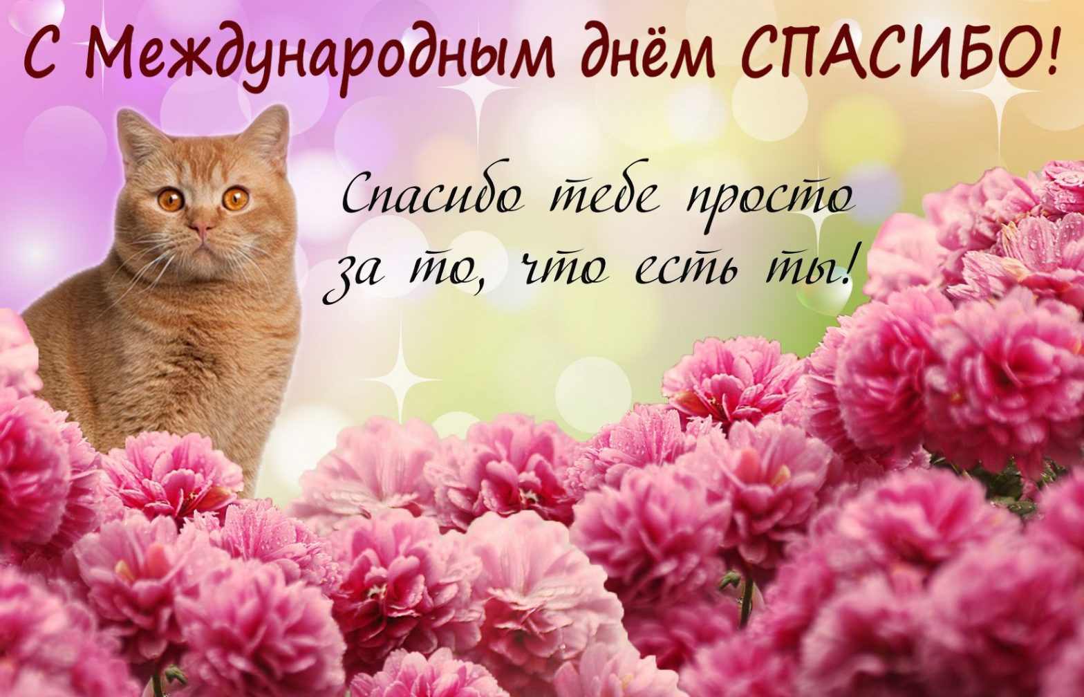 Котик на открытке с Днем спасибо (открытка, скачать, бесплатно)