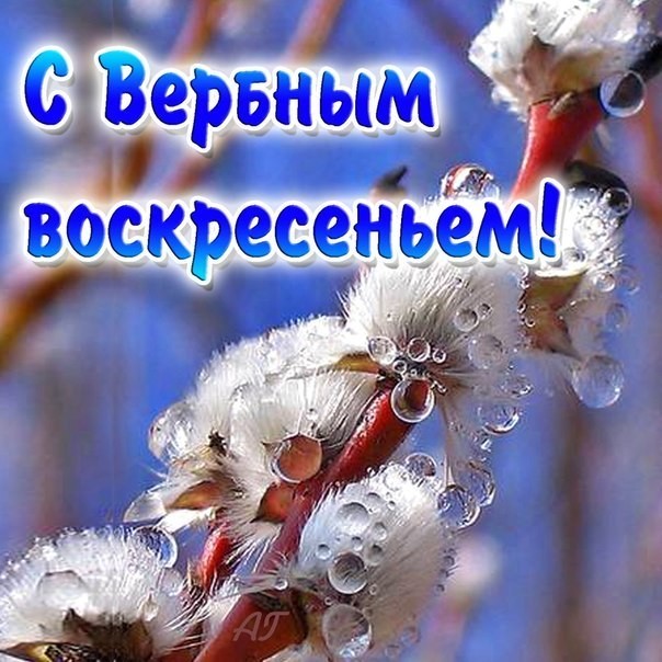 Открытка с веточкой вербы и надписью "С праздником Вербное Воскресенье" (поздравления, традиции)