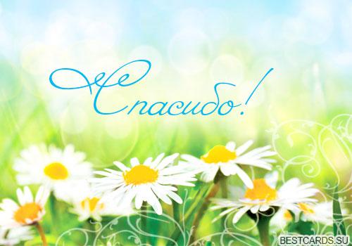 Открытка со словами благодарности: thank you, merci, благодарю тебя, большое спасибо, за поздравления